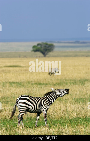 Gemeinsamen Zebra bellen - Serengeti Nationalpark, Tansania Stockfoto