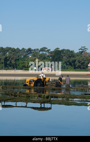 In Hossegor, Austernzüchter arbeiten (Landes - Frankreich). Ostréiculteurs au Travail À Hossegor (Landes - Frankreich). Stockfoto