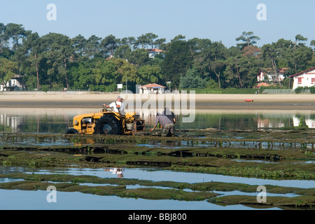 In Hossegor, Austernzüchter arbeiten (Landes - Frankreich). Ostréiculteurs au Travail À Hossegor (Landes - Frankreich). Stockfoto