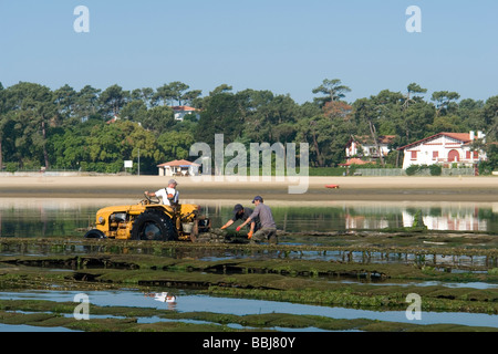 In Hossegor, Austernzüchter arbeiten (Landes - Frankreich). Ostréiculteurs au Travail À Hossegor (Landes - Frankreich). Stockfoto