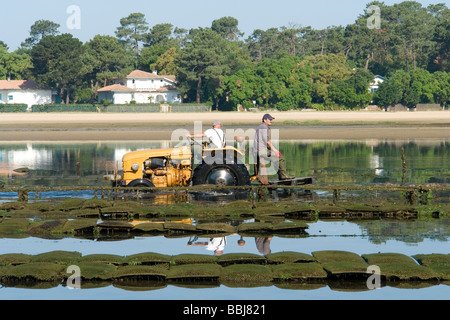 In Hossegor, Austernzüchter arbeiten (Landes - Frankreich). Ostréiculteurs au Travail À Hossegor (Landes - Frankreich). Stockfoto