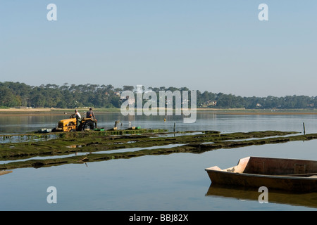 In Hossegor, Austernzüchter arbeiten (Landes - Frankreich). Ostréiculteurs au Travail À Hossegor (Landes - Frankreich). Stockfoto