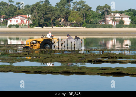 In Hossegor, Austernzüchter arbeiten (Landes - Frankreich). Ostréiculteurs au Travail À Hossegor (Landes - Frankreich). Stockfoto