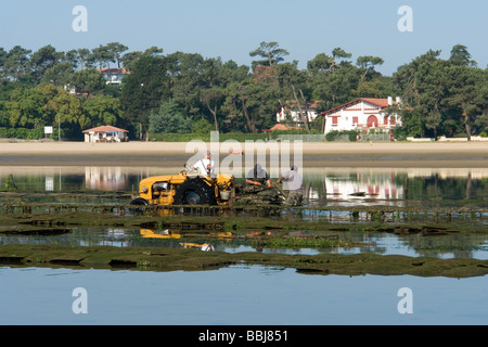 In Hossegor, Austernzüchter arbeiten (Landes - Frankreich). Ostréiculteurs au Travail À Hossegor (Landes - Frankreich). Stockfoto