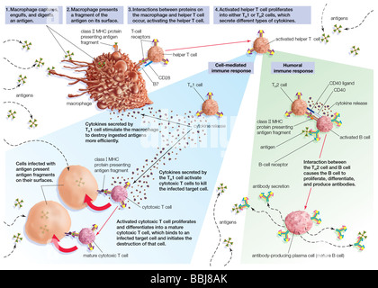 Stimulation der Immunantwort durch aktivierte T-Helferzellen. Stockfoto