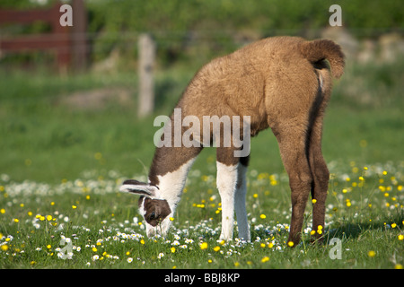 junges Lama - kaute auf Wiese / Lama Glama Stockfoto