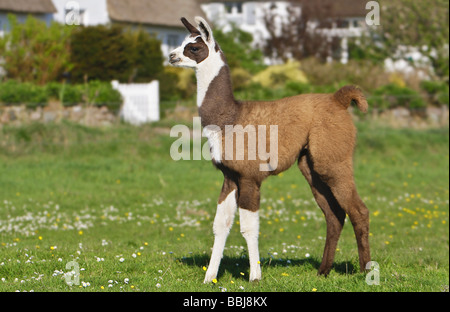 junges Lama - stehend auf Wiese / Lama Glama Stockfoto