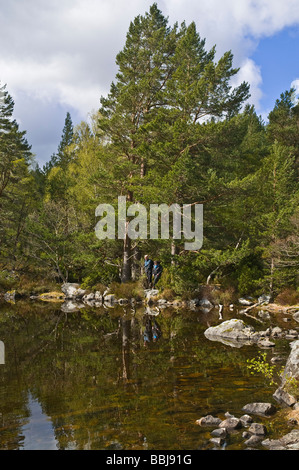 dh Loch Gamhna Schottland ROTHIEMURCHUS INVERNESSSHIRE Schottische Wanderer, die Cairngorms betrachten National Park loch cairngorm Kiefernwald Hochland Stockfoto