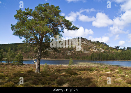 dh Loch Gamhna ROTHIEMURCHUS INVERNESSSHIRE Scots Pine Cairngorms National Park loch und Caledonian Forest Tree scottish Highland Trees scotland Lake Stockfoto