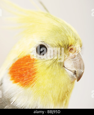 Nymphicus hollandicus. Porträt eines erwachsenen Vogels Stockfoto