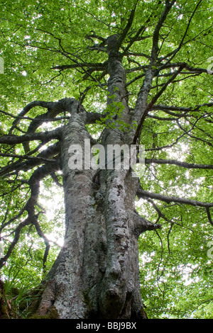 Europäische Buche oder Rotbuche (Fagus Sylvatica). Stamm, Äste und Blätter. Naturpark Redes, Asturien, Spanien Stockfoto