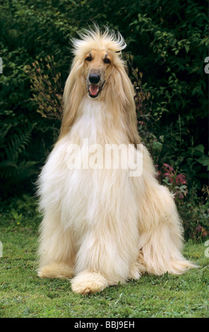 Afghanischer Windhund Hundesitting - auf Wiese Stockfoto