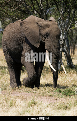 Afrikanischer Elefant - Serengeti Nationalpark, Tansania Stockfoto