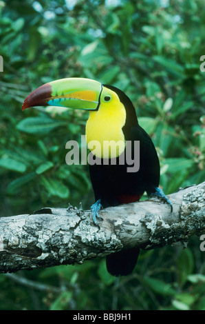 Kiel-Billed Toucan (Ramphastos Sulfuratus) Belize, Mittelamerika Stockfoto