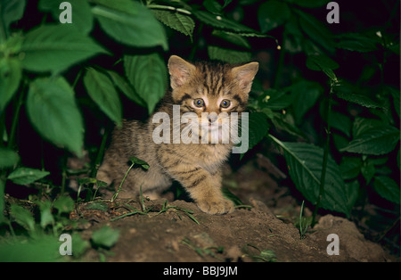 Junge Europäische Wildkatze - unter Zweigen sitzen Stockfoto