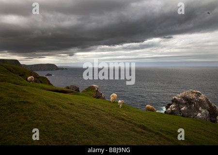 Schafe auf einer Klippe in North Unst, die Shetland-Inseln Stockfoto