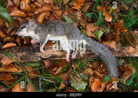 essbare Siebenschläfer oder Fett Siebenschläfer (Glis Glis) tot in Buchenholz Cabuerniga Tal. Saja-Besaya Naturpark, Kantabrien, Spanien, Stockfoto