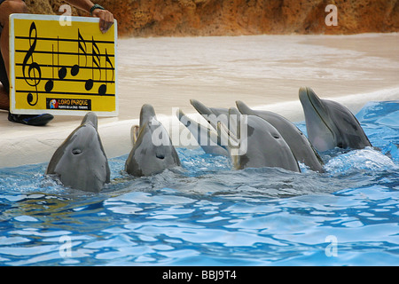 Gesang-Delfine in eine Delphin-show Stockfoto