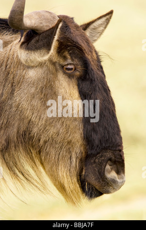 GNU (Gnu) close-up-Ngorongoro Crater, Tansania Stockfoto