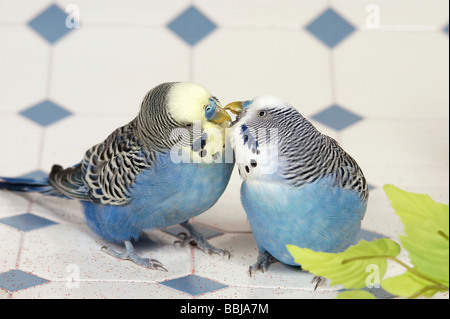 Verhalten: zwei Wellensittiche - Abrechnung Stockfoto