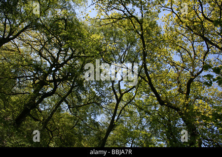 Traubeneichen Oakwood am Lake Vyrnwy RSPB Reserve, Powys, Wales, UK Stockfoto