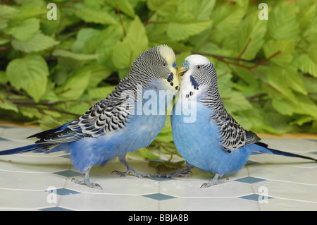 Verhalten: zwei Wellensittiche - Abrechnung Stockfoto