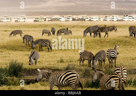 Viele Zebras und zu viele Safari-Fahrzeugen in Ngorongoro Crater, Tansania Stockfoto