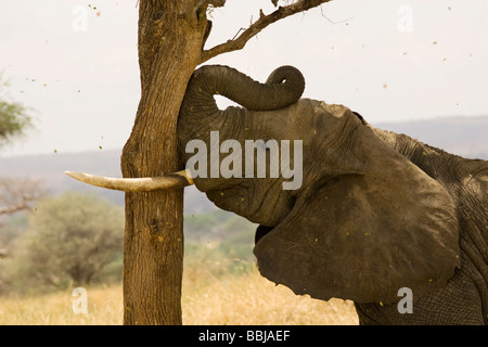 Afrikanischer Elefant schüttelt Baum zu essen, Samenkapseln - Tarangire Nationalpark, Tansania Stockfoto