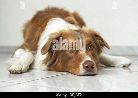 Australian Shepherd. Erwachsener Hund liegend auf Fliesen Stockfoto