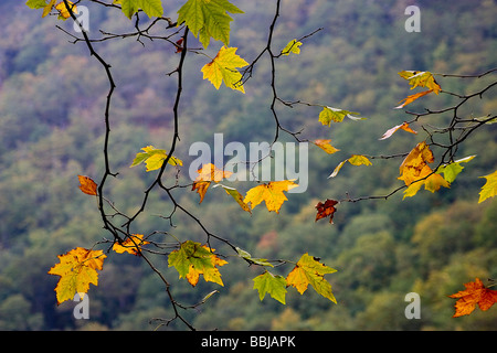 Platane Blätter oder Ahorn im Herbst (Platanus sp) Saja-Besaya Naturpark, Cabuerniga Tal, Kantabrien, Spanien, Europa Stockfoto