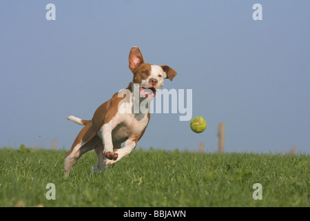 halbe Rasse Hund (Podenco-Pointer) - läuft auf Wiese Stockfoto