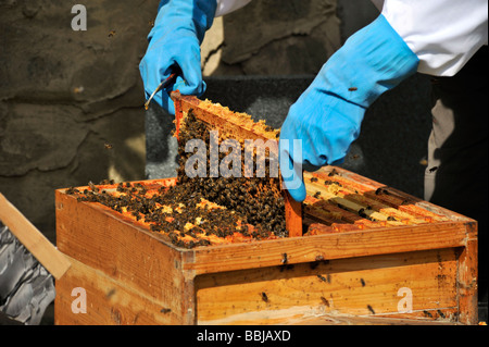 Super auf nationalen Bienenstock zur Inspektion entfernen Rahmen Stockfoto