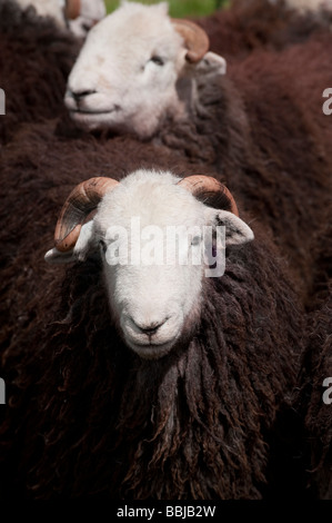Herdwick Tups Hoggs bei Keswick Frühjahr treffen Stockfoto