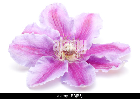 Großen Flowerhead Nahaufnahme von Clematis' Nelly Moser' Stockfoto