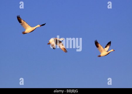 drei Schnee Gänse - / Anser Caerulescens Stockfoto