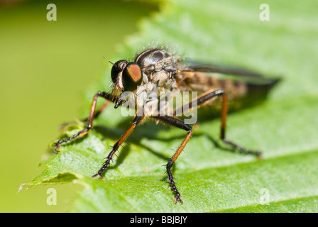 Snipe-fly Stockfoto