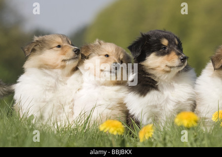 Langhaar Collie Dog - drei Welpen sitzen auf der Wiese Stockfoto