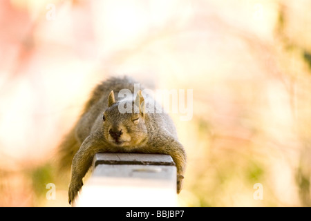 Einem Augenzwinkern Fuchs Baum, Eichhörnchen (Sciurus Niger) Ordnung: Rodentia Familie: Sciuridae Unterfamilie: Sciurinae Gattung: Sciurus Untergattung: Sciur Stockfoto