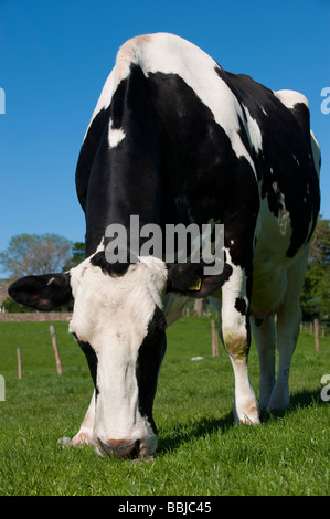 Holstein Kühe weiden Rasen Cumbria Stockfoto