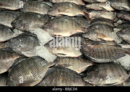 Eine Last von Tilapia-Fisch Stockfoto