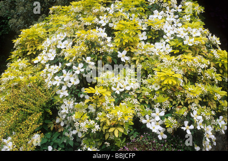 Choisya Ternata 'Sundance' und Clematis Montana, gelb und weiß Blume Blumen Farbe Kombination Garten Pflanzen Stockfoto