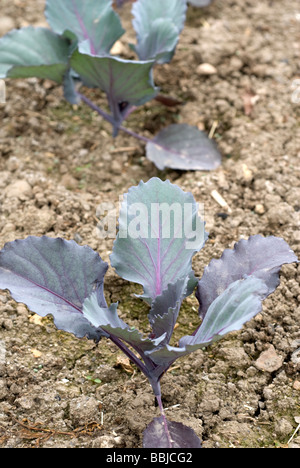 Kohl "Red Trommelfell" Pflanzen, Brassica Oleracea, South Yorkshire, England Stockfoto