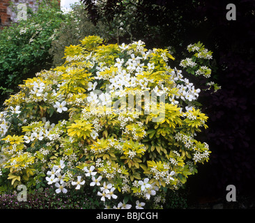 Choisya Ternata 'Sundance' und Clematis Montana gelbe und weiße Blume Blumen Farbe Kombination Garten Pflanzen Stockfoto