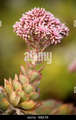 Aeonium Lancerottense in Blüte Stockfoto