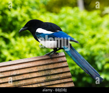 Europäische Elster, Pica Pica, hoch oben auf einem Vogelhaus. Stockfoto