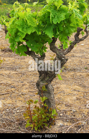 Alte Weinblätter knorrige Reben mit jungen grünen Frühling Minervois Languedoc-Roussillon Frankreich Vitis vinifera Stockfoto