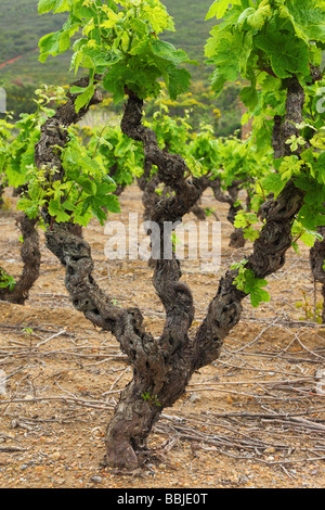 Alte Weinblätter knorrige Reben mit jungen grünen Frühling Minervois Languedoc-Roussillon Frankreich Vitis vinifera Stockfoto