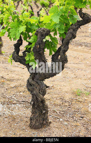 Alte Weinblätter knorrige Reben mit jungen grünen Frühling Minervois Languedoc-Roussillon Frankreich Vitis vinifera Stockfoto