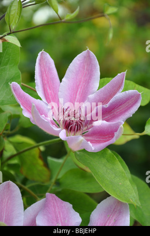 Rosa Clematis "Nelly Moser" Blumen Pflanze bunte Farbe Stockfoto