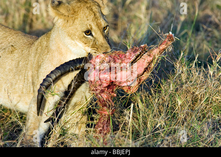 Junger Löwe hielt Kopf der Beute - Masai Mara National Reserve, Kenia Stockfoto